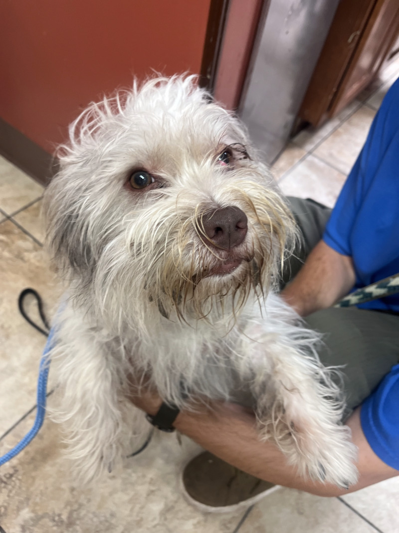Help Rehome This Dog Ollie