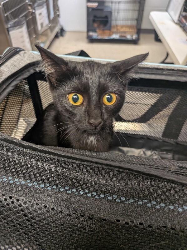 Nox - Cat