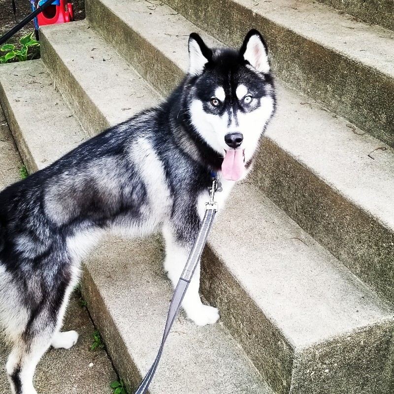 Help Rehome This Dog Haru