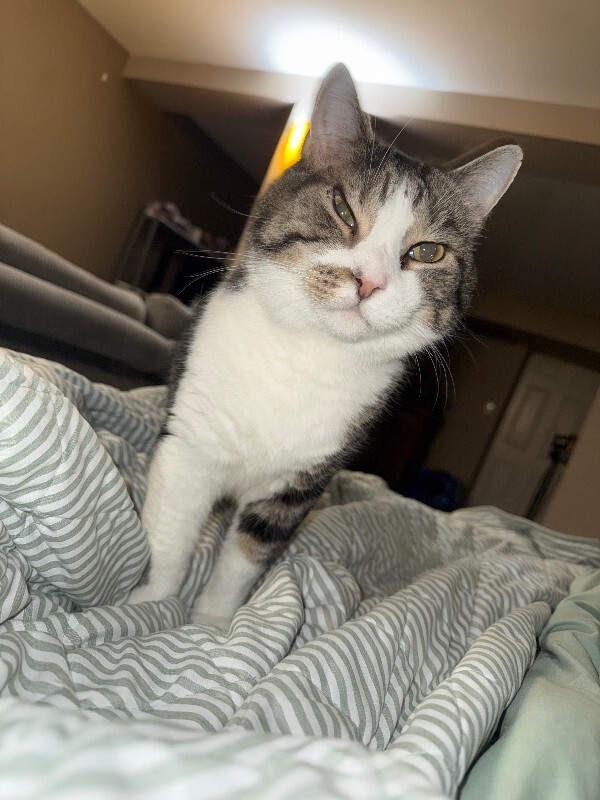 Help Rehome This Cat Rocky