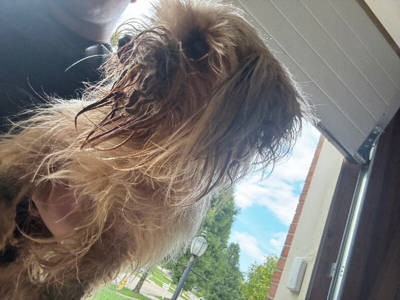 View Muffin the Dog Photo #3