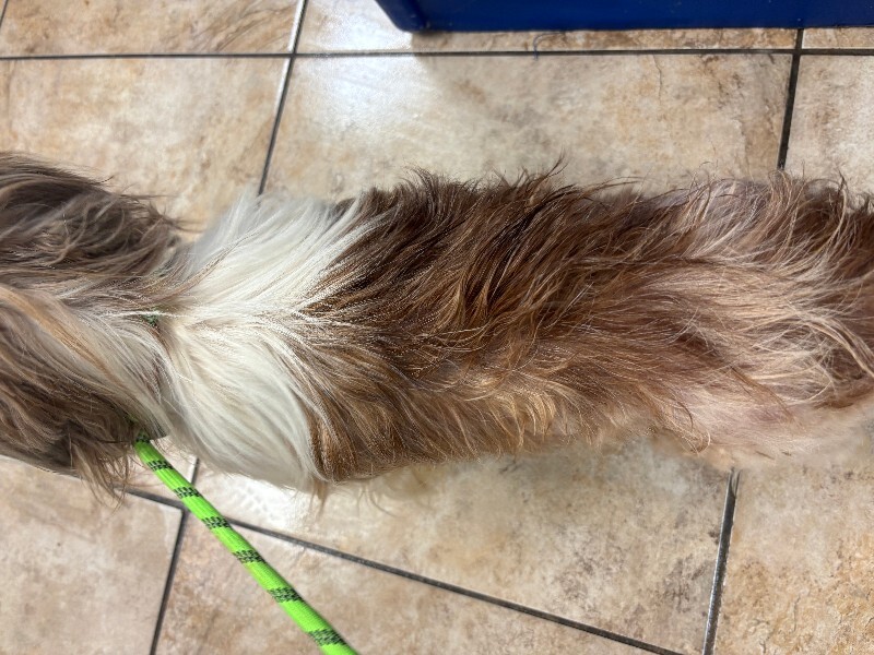 View Muffin the Dog Photo #4