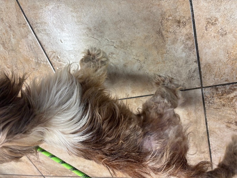View Muffin the Dog Photo #6