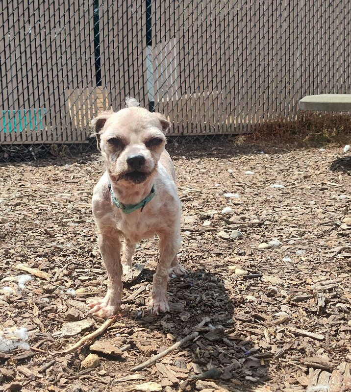 View Muffin the Dog Photo #2