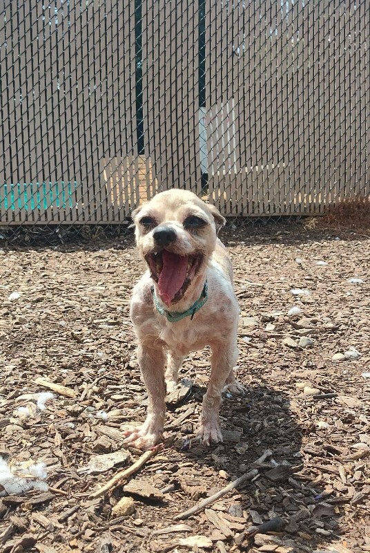 Help Rehome This Dog Muffin