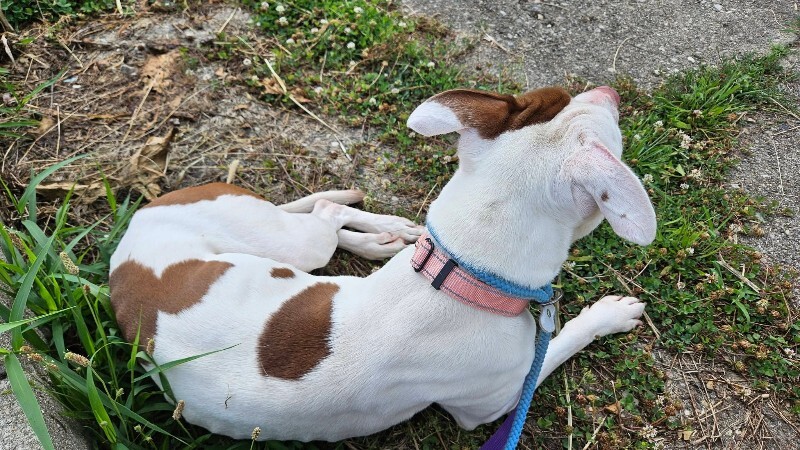 View Twinkle Light the Dog Photo #3