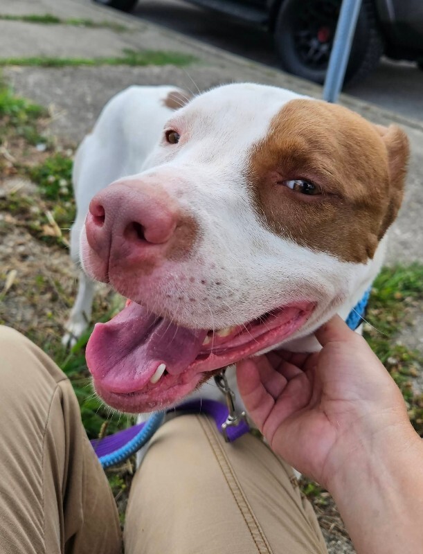 Help Rehome This Dog Twinkle Light