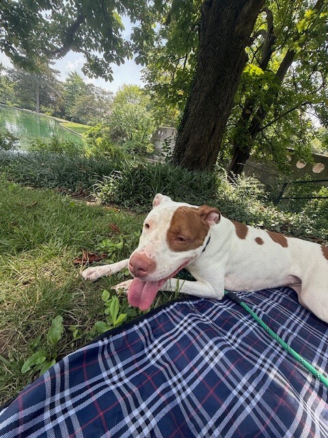 View Twinkle Light the Dog Photo #7