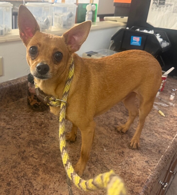 Help Rehome This Dog Ned