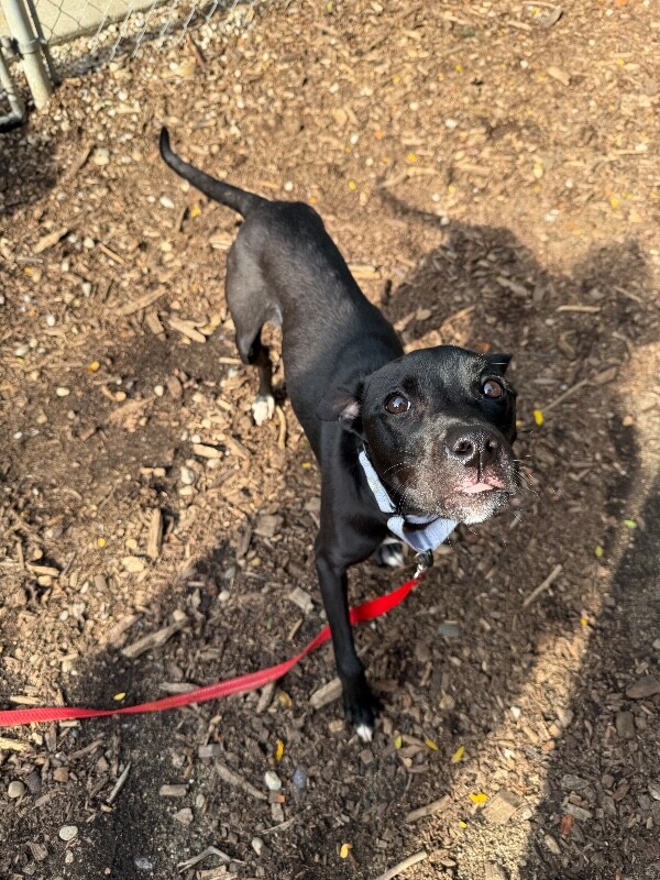 View Pogo the Dog Photo #2