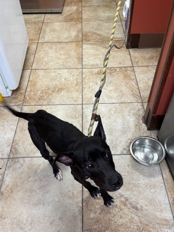 View Pogo the Dog Photo #4