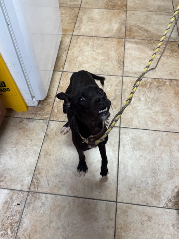 Help Rehome This Dog Pogo