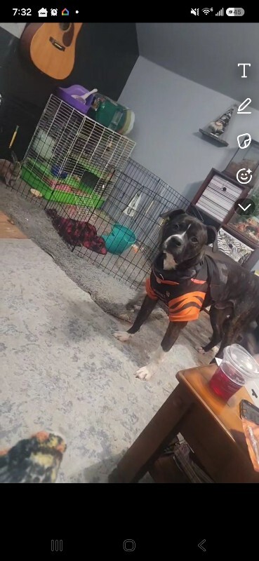 Help Rehome This Dog Jessica Dooley