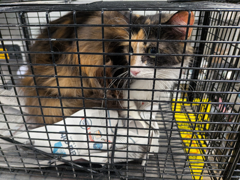 Labubu (tnr) - Cat