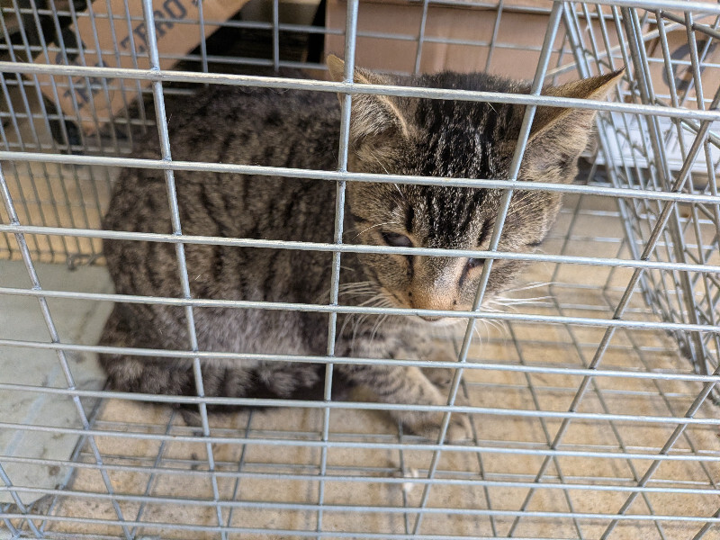 Chia Pet (tnr) - Cat