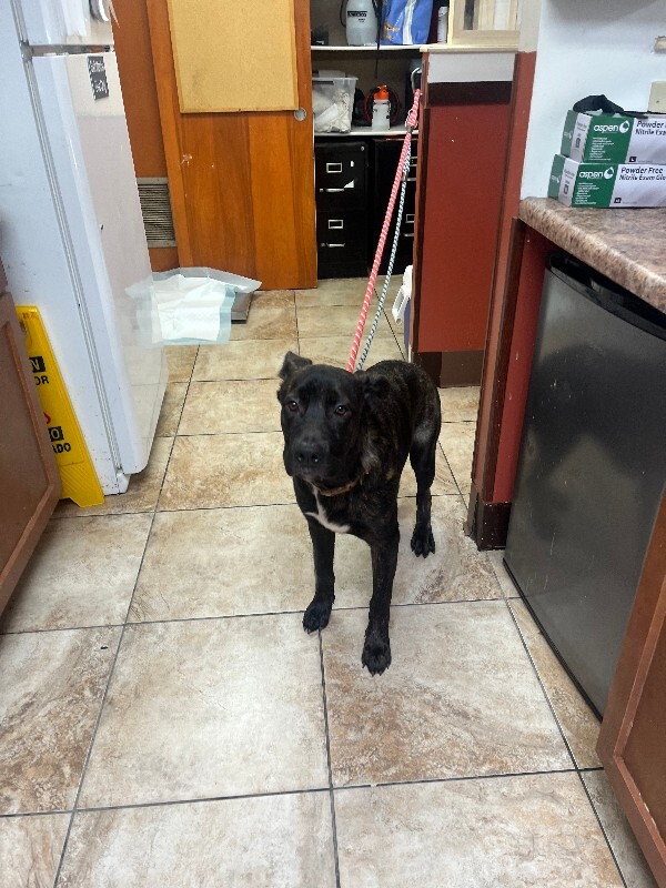Help Rehome This Dog Mercy
