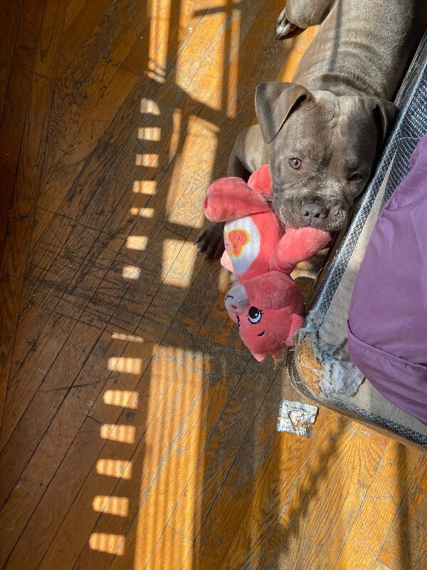 Help Rehome This Dog Mama