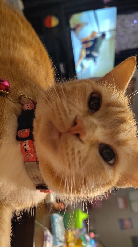 Help Rehome This Cat Bambi