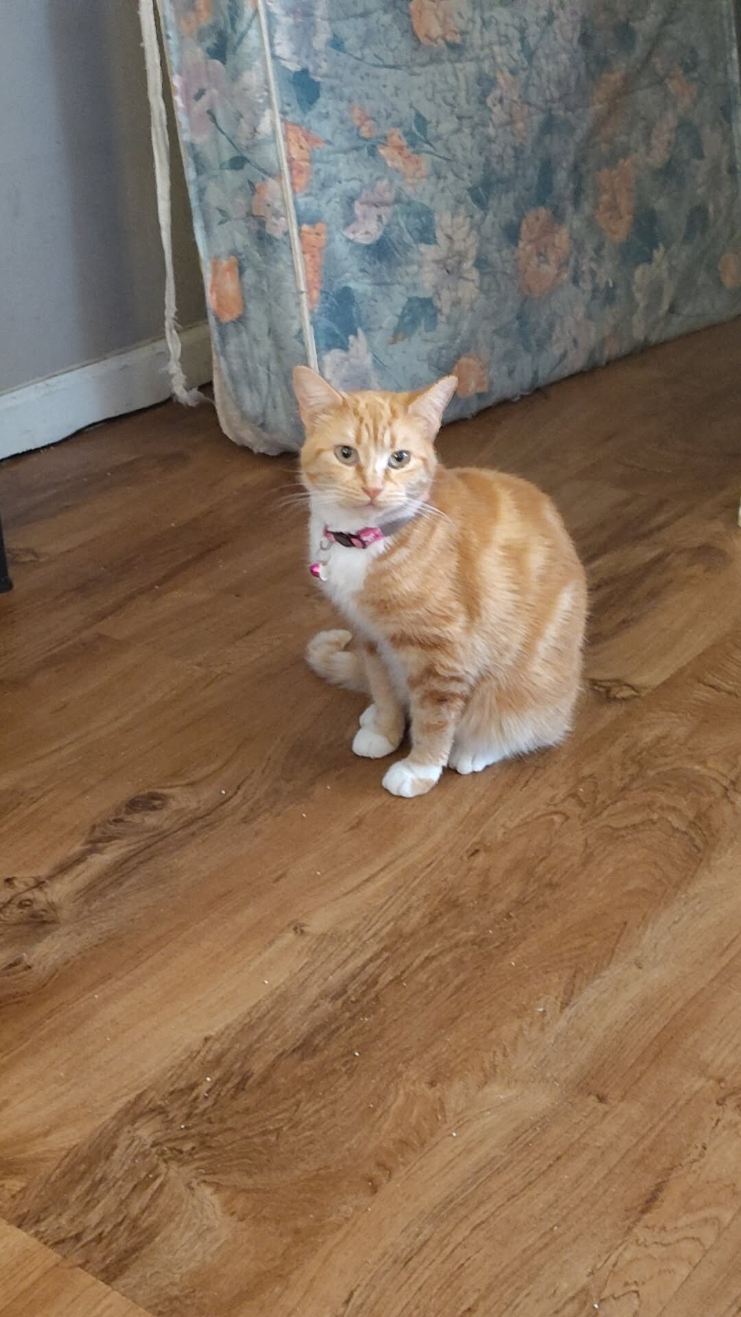 View Bambi the Cat Photo #3