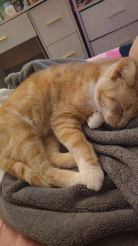 View Bambi the Cat Photo #2