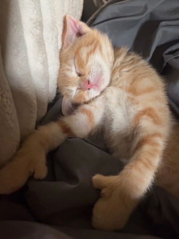 Help Rehome This Cat Nala