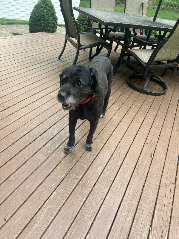 Help Rehome This Dog Sadie