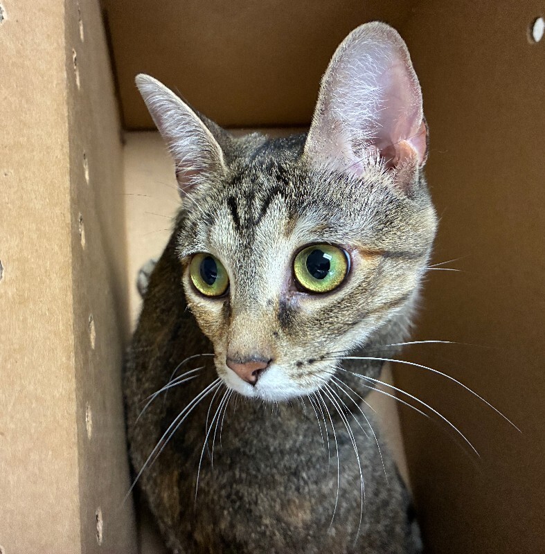 Learn More About Oyster Oyster - Cat