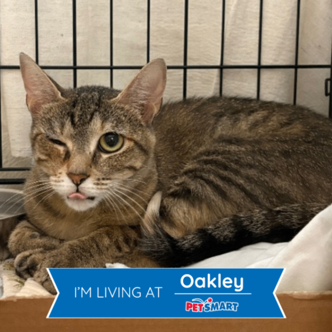 Learn More About Oyster Oyster - Cat