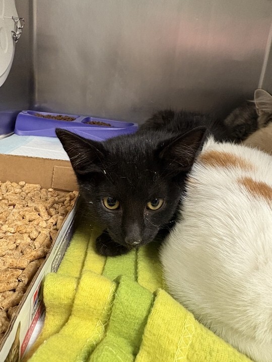 Learn More About Kiki Kiki - Cat