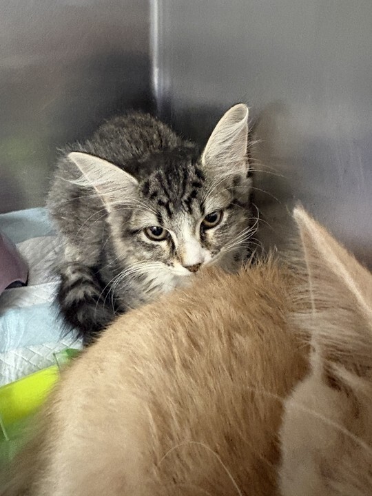 Learn More About Tiki Tiki - Cat