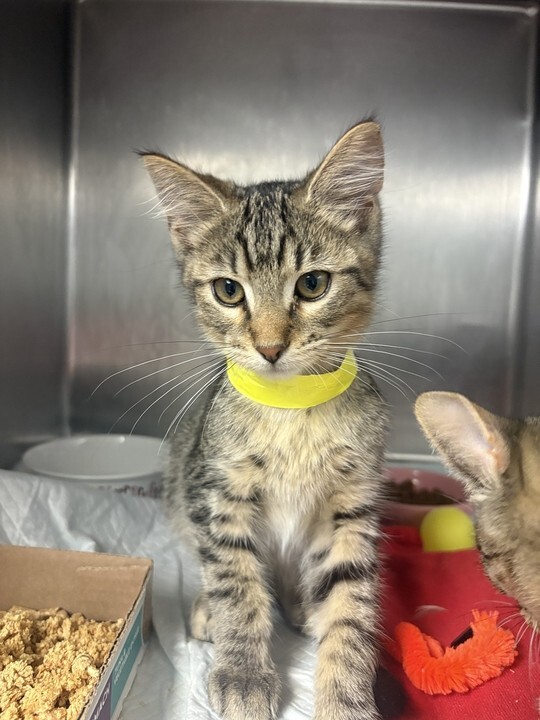 Learn More About Chili Chili - Cat