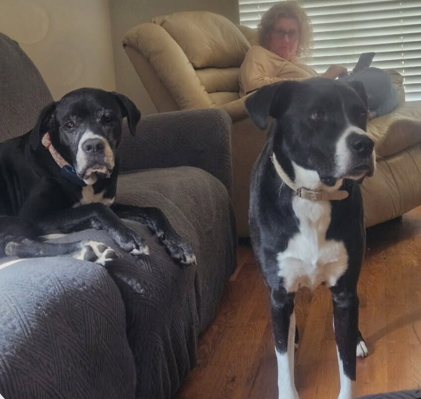 Help Rehome This Dog Clyde