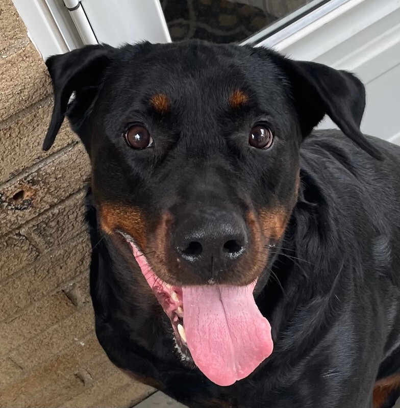 Help Rehome This Dog Dorothy