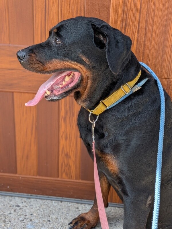 View Dorothy the Dog Photo #2