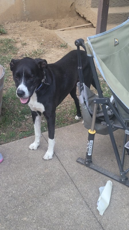 Help Rehome This Dog Clyde
