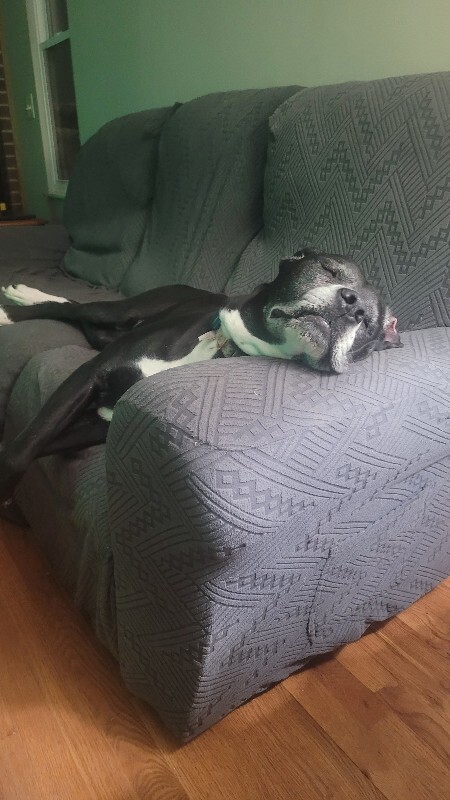 Help Rehome This Dog Demy