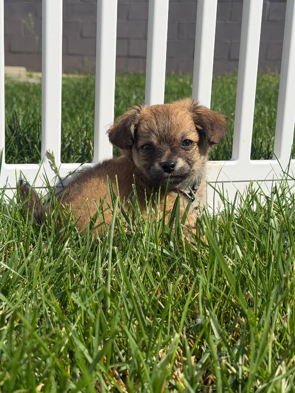 View Chip the Dog Photo #2