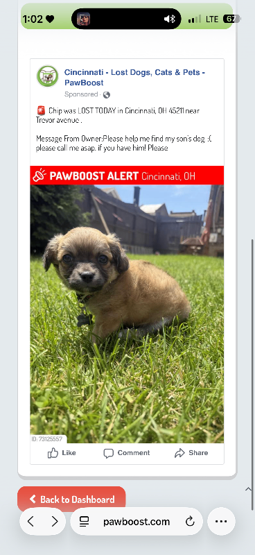Help Rehome This Dog Chip