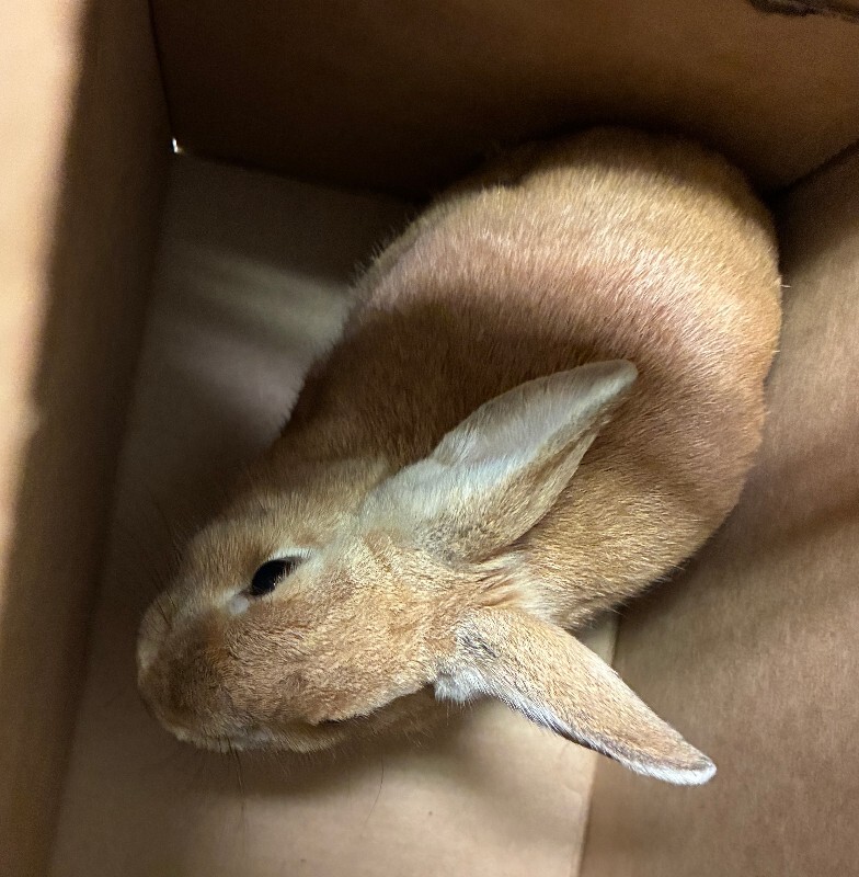 View Just Peachy the Rabbit Photo #2