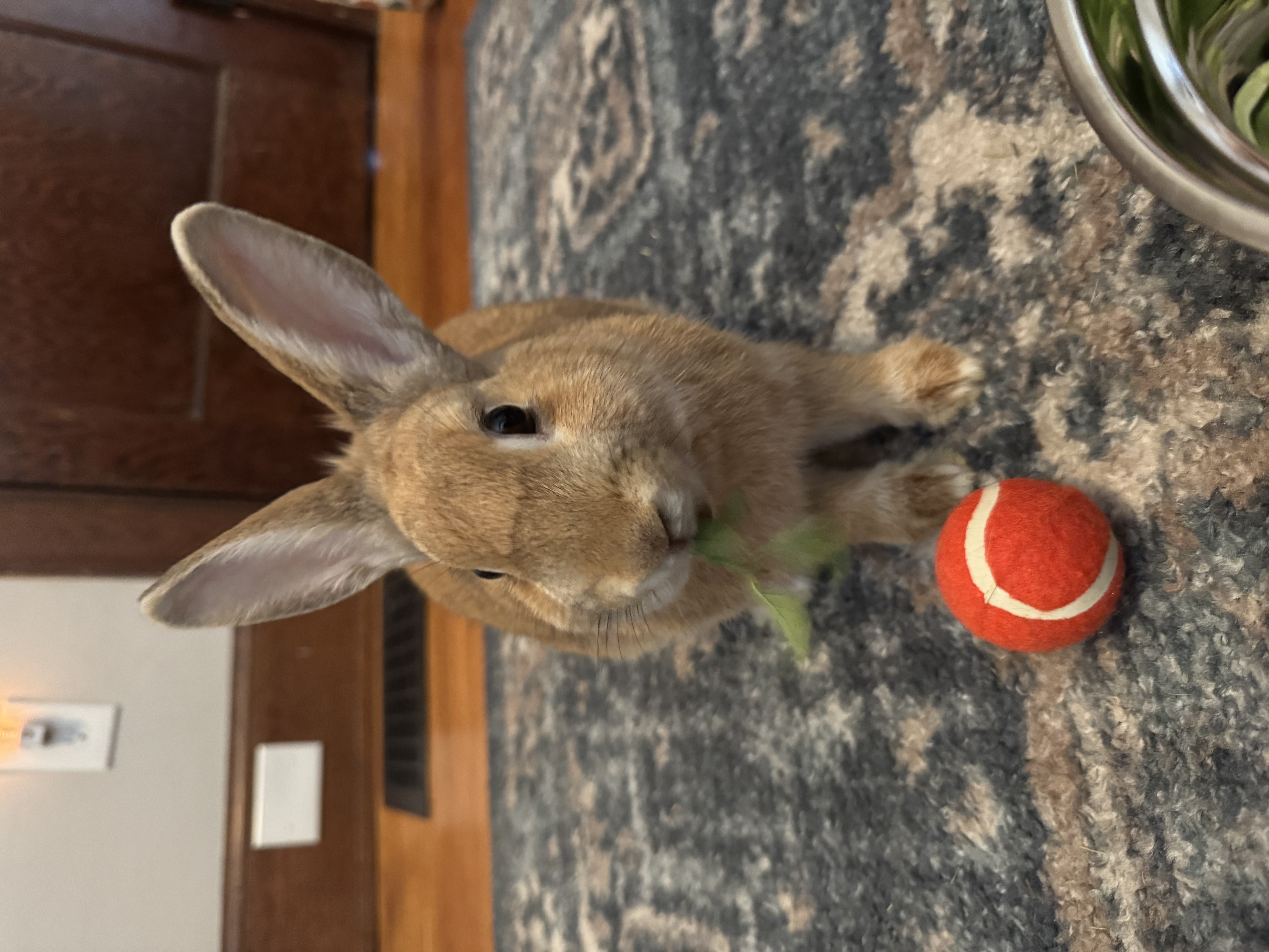 Just Peachy - Rabbit