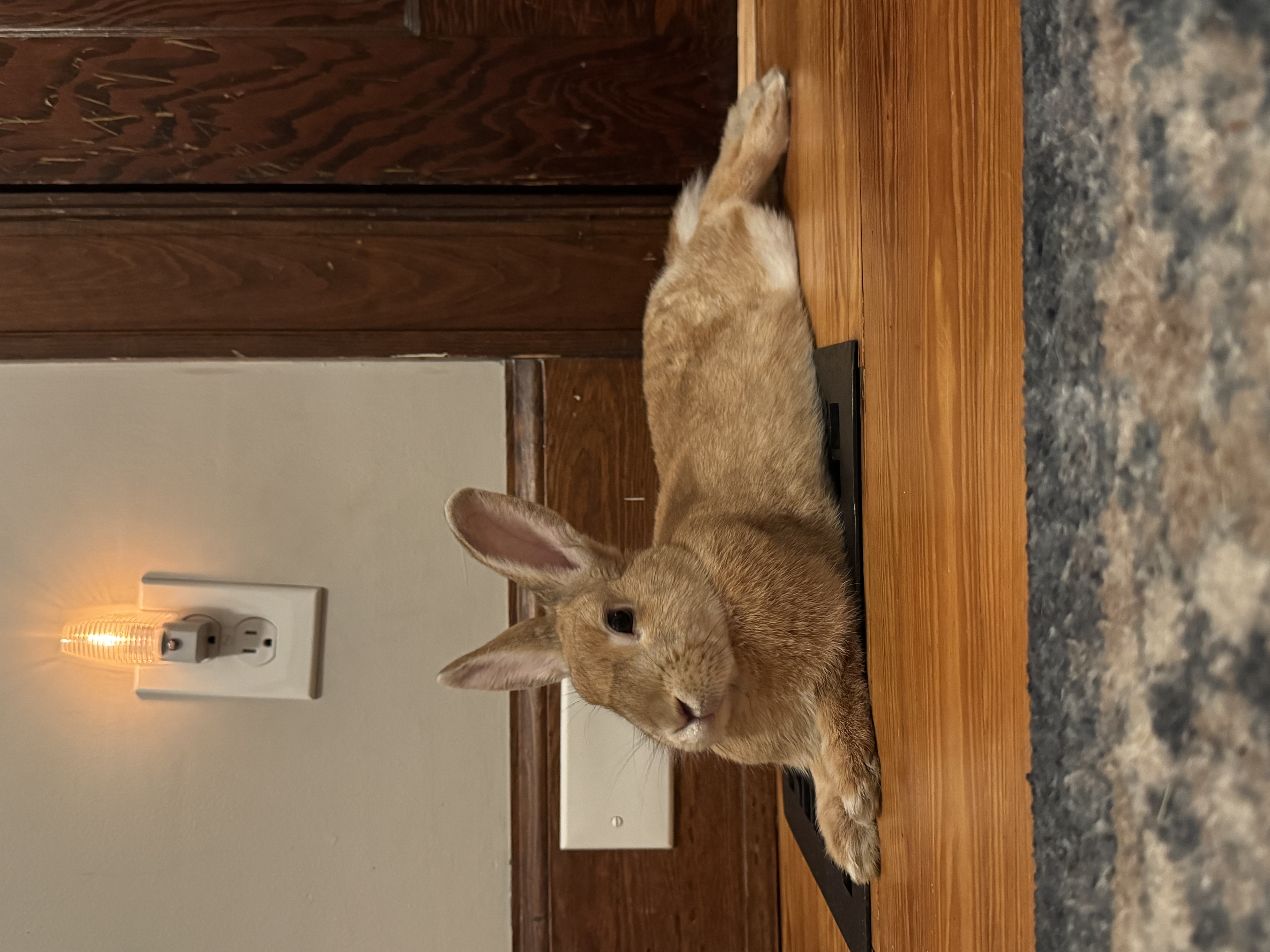 View Just Peachy the Rabbit Photo #2