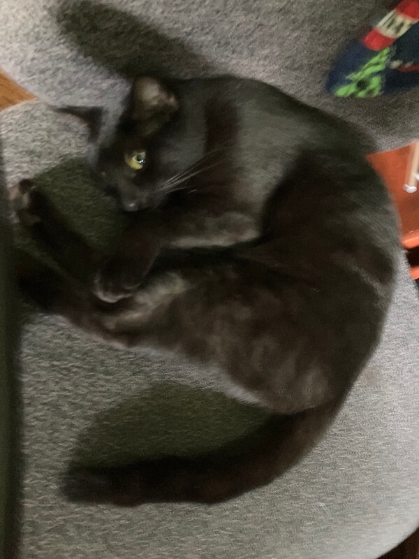 View Shadow the Cat Photo #2