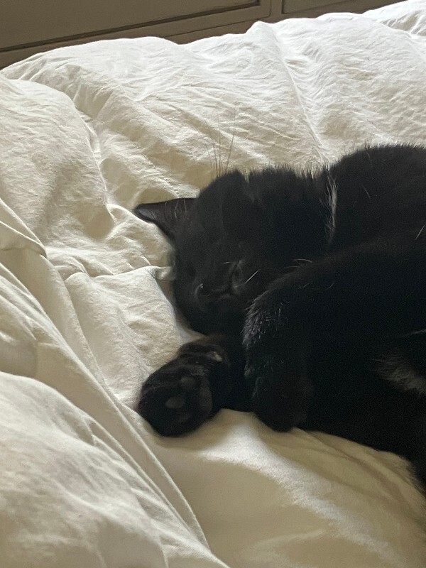 Help Rehome This Cat Shadow