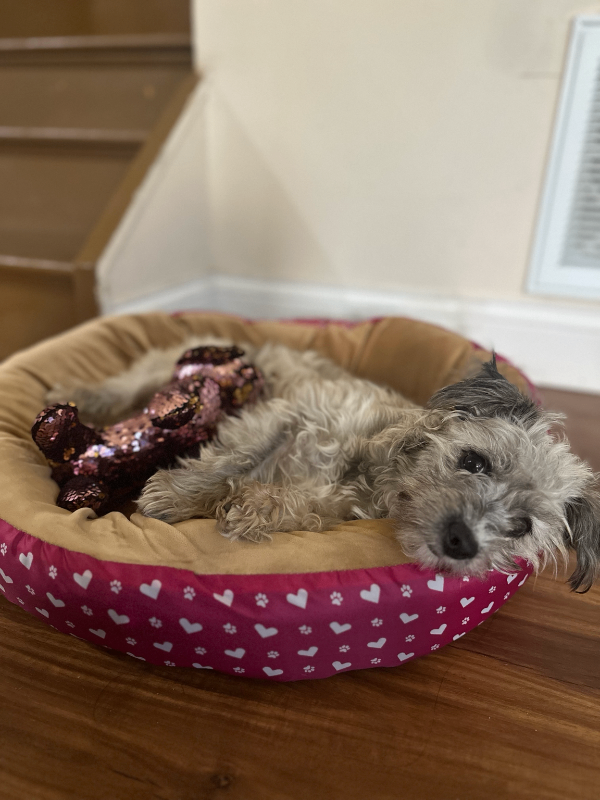 Help Rehome This Dog Doll