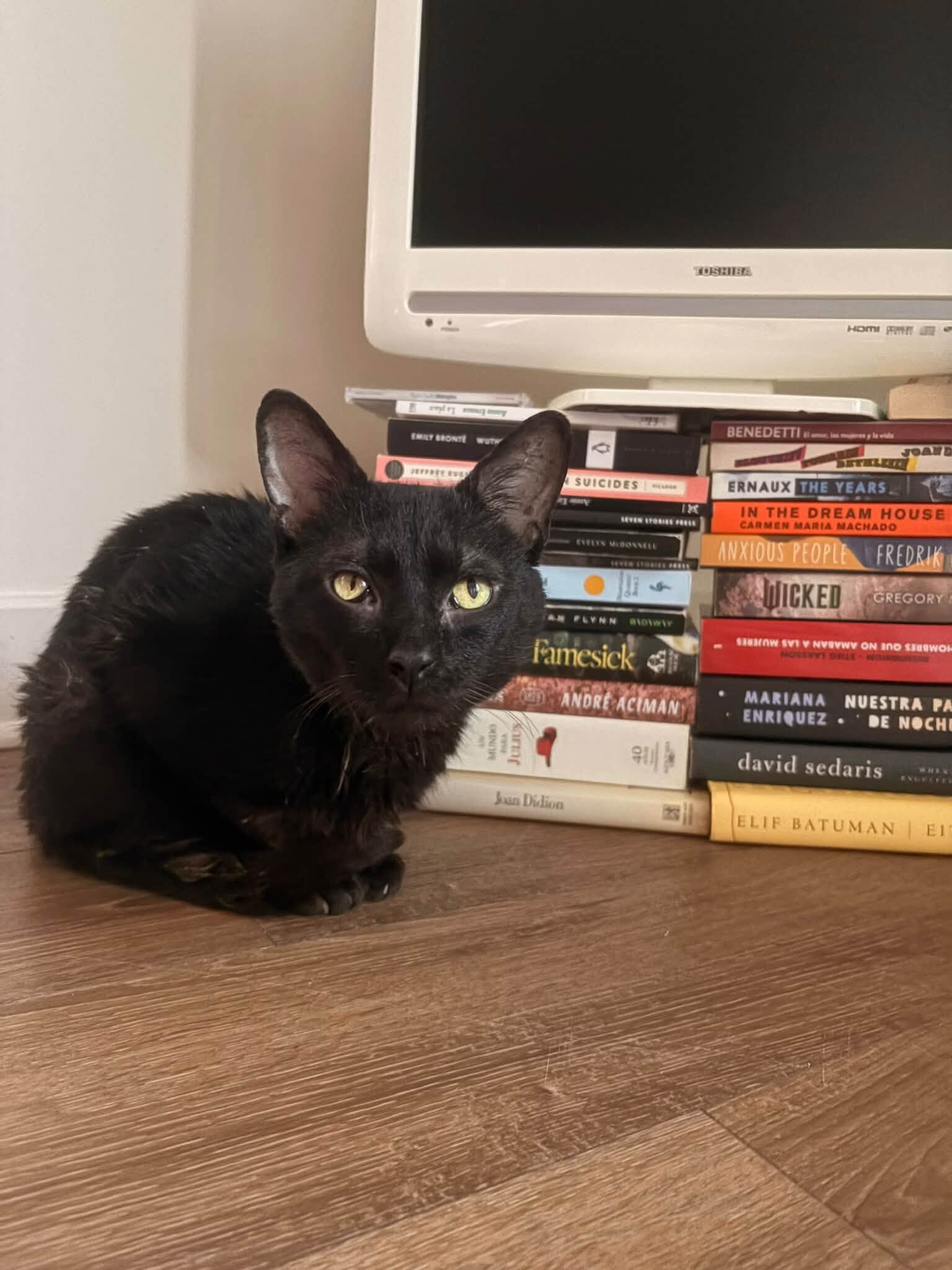 Iggy - Cat