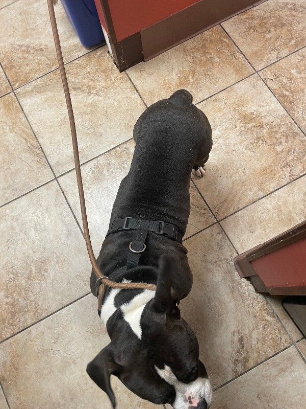 View Bubba Gump Shrimp the Dog Photo #3