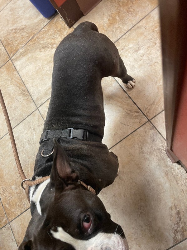 View Bubba Gump Shrimp the Dog Photo #4