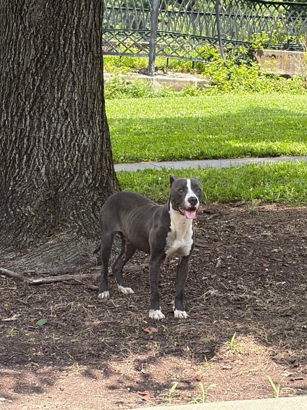 Help Rehome This Dog Unknown