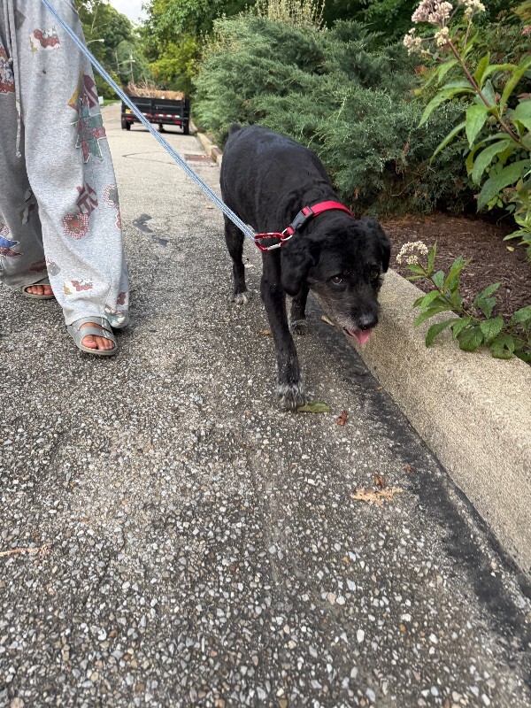 Help Rehome This Dog Unknown