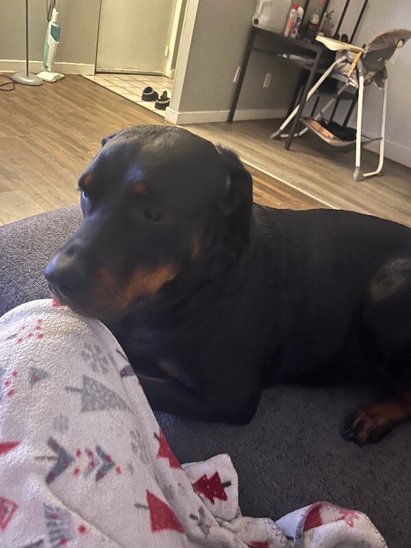 Help Rehome This Dog Aspen